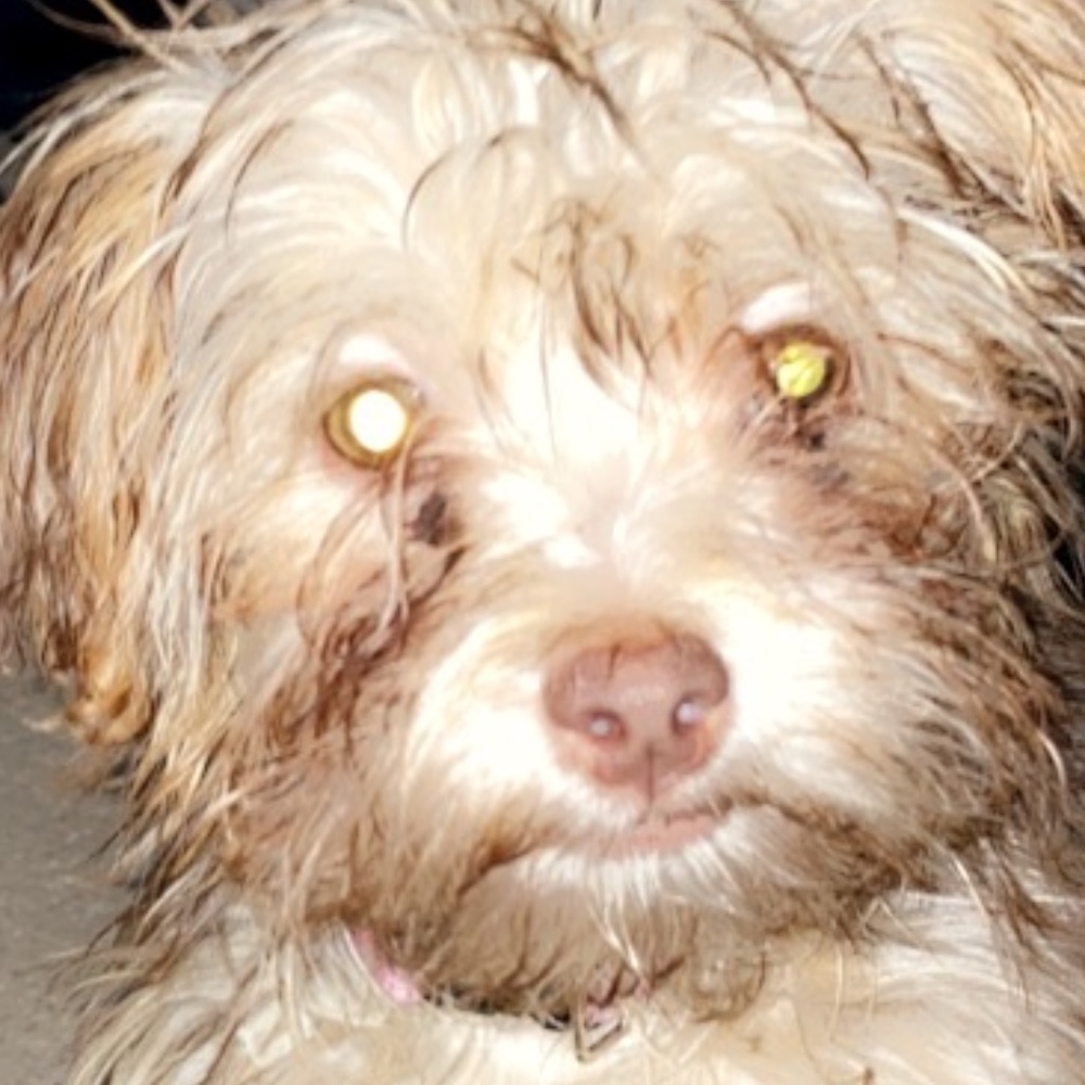 Meet your Posher, Posh